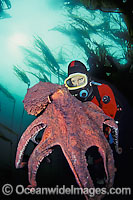 Giant Pacific Octopus and Diver Photo - David Fleetham