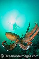 Giant Pacific Octopus Enteroctopus dofleini Photo - David Fleetham