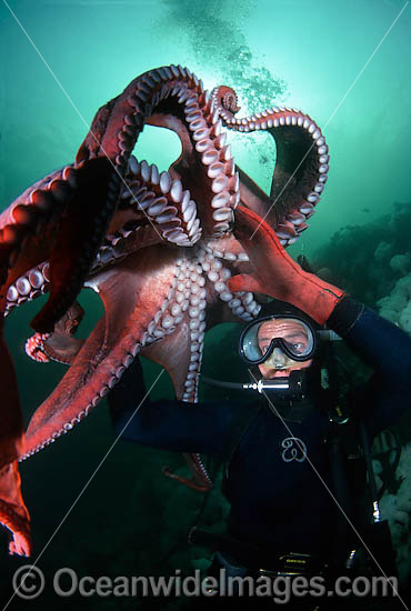 octopus attack diver