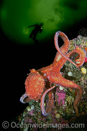 Giant Pacific Octopus and Diver photo