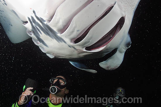 Manta Ray with Diver photo
