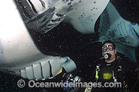 Manta Ray with Diver Photo - David Fleetham