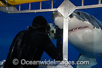 Diver photographing Great White Shark Photo - David Fleetham