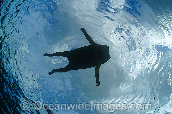 Surfer on body board silhouetted photo