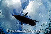 Surfer on body board looking like seal Photo - David Fleetham