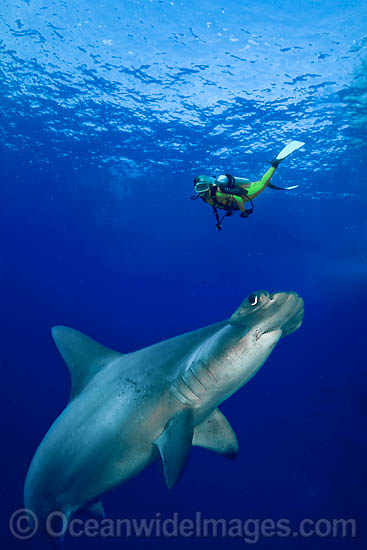 Diver and Hammerhead Shark photo