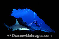 Diver and Sandbar Shark in cave Photo - David Fleetham