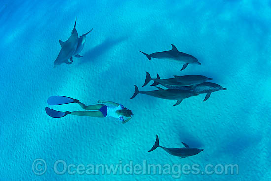 Snorkeler with Dolphins photo