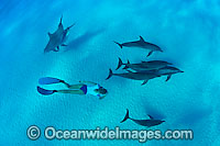 Snorkeler with Dolphins Photo - David Fleetham