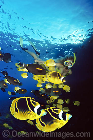 Snorkeler with fish photo