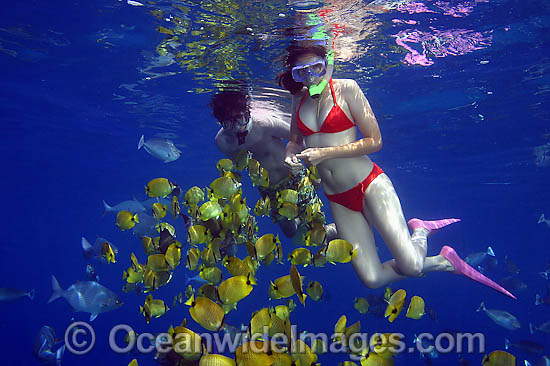 Snorkelers with Butterflyfish photo