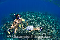 Snorkelers exploring reef Photo - David Fleetham