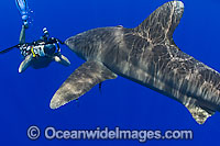Photographer with Oceanic Whitetip Shark Photo - David Fleetham