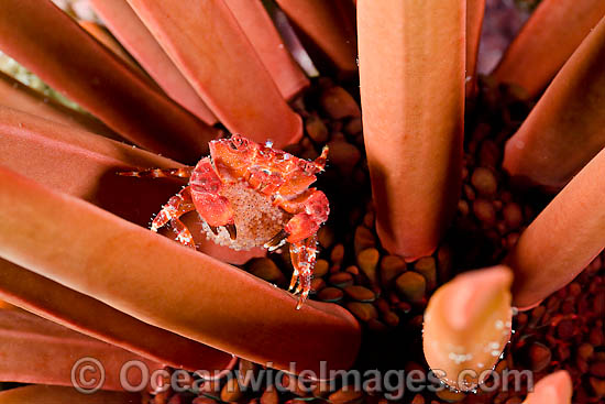 Red Liomera Crab with eggs photo