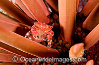 Red Liomera Crab with eggs Photo - David Fleetham