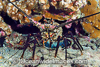 Banded Spiny Lobster Photo - David Fleetham