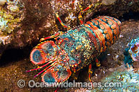 Regal Slipper Lobster Arctides regalis Photo - David Fleetham