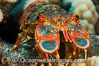 Regal Slipper Lobster Photo - David Fleetham