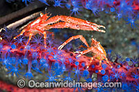 Squat Lobsters on coral Photo - David Fleetham