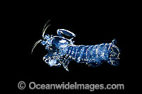 Laval Mantis Shrimp Stomatopoda sp. Photo - David Fleetham