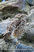 Burrowing Owl Athene cunicularia Photo - David Fleetham