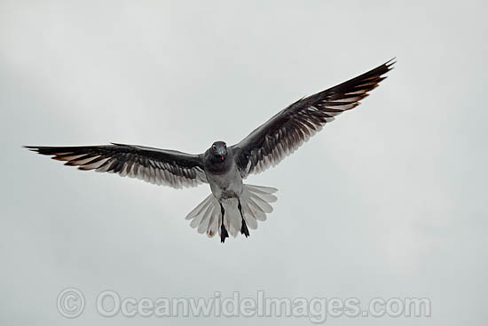 Lava Gull Larus fuliginosus photo