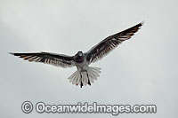 Lava Gull Larus fuliginosus Photo - David Fleetham
