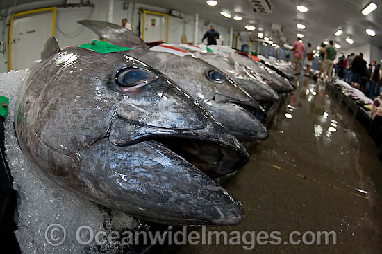 Tuna Fish at Market photo