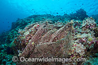 Fishing net on reef Photo - David Fleetham