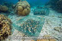 Coral Aquaculture Photo - David Fleetham