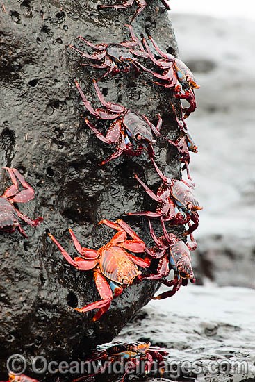 Sally Lightfoot Crabs photo