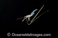 Larval Shrimp Photo - David Fleetham