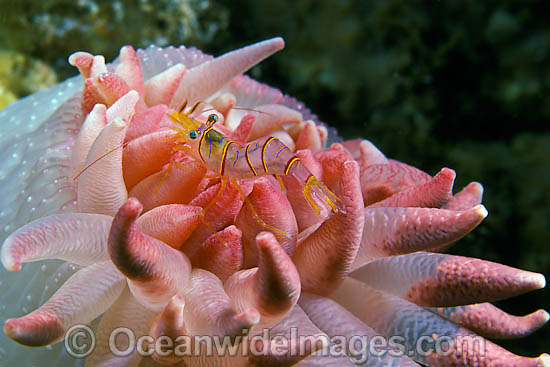 Shrimp on anemone with eggs photo