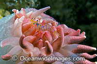 Shrimp on anemone with eggs Photo - David Fleetham