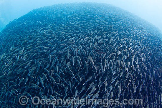 galapagos islands fish
