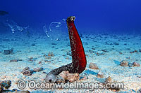 Sea Cucumber spawning Photo - David Fleetham