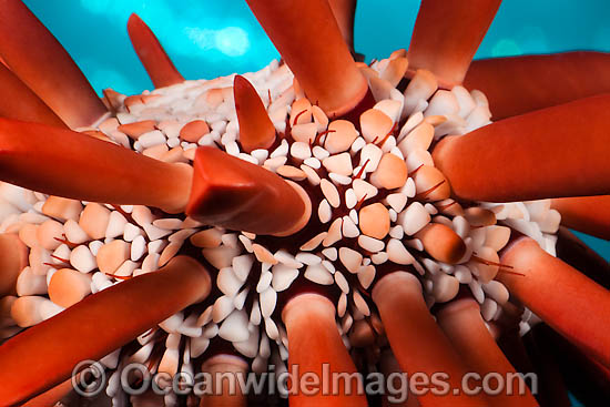 Slate Pencil Sea Urchin photo