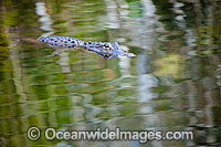 American Alligator swimming Photo - David Fleetham