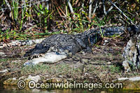 American Alligator eating fish Photo - David Fleetham