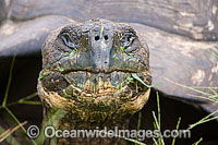 Galapagos Giant Tortoise eating Photo - David Fleetham