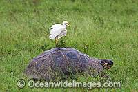 Egret on Galapagos Giant Tortoise Photo - David Fleetham