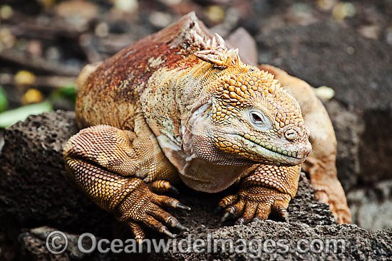 Galapagos Land Iguana photo