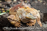Galapagos Land Iguana Photo - David Fleetham