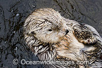 Southern Sea Otter Photo - David Fleetham