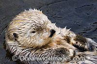 Southern Sea Otter Photo - David Fleetham