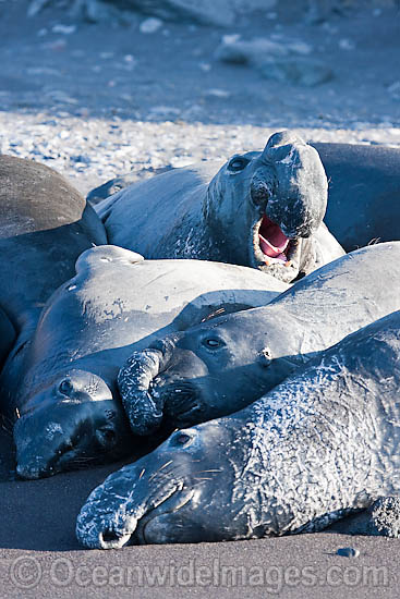Northern Elephant Seal males photo