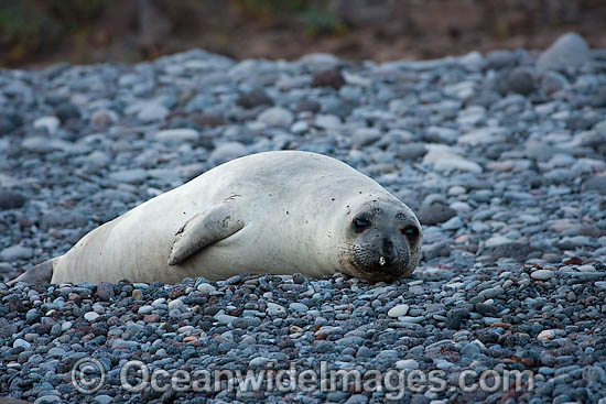 Northern Elephant Seal females photo