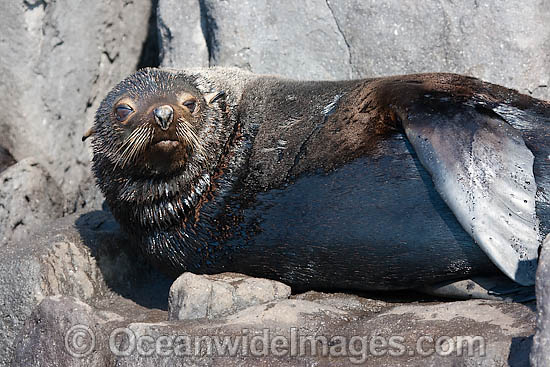Guadalupe Fur Seal photo