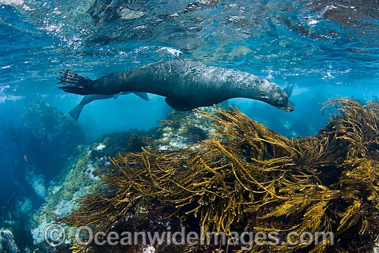 Guadalupe Fur Seal underwater photo