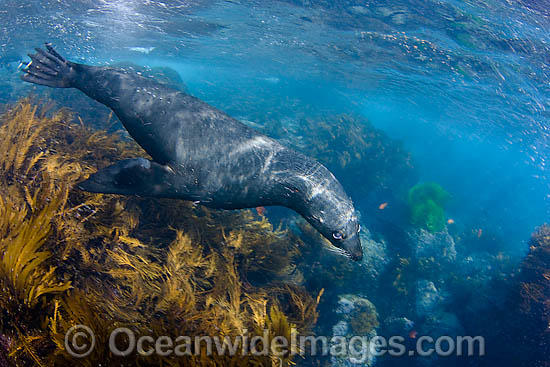 Guadalupe Fur Seal underwater photo
